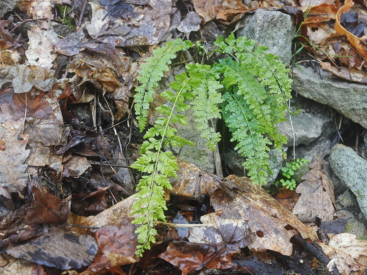 Image of Asplenium incisum specimen.