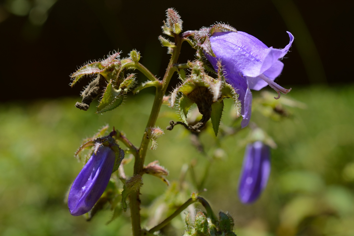 Image of Campanula longistyla specimen.