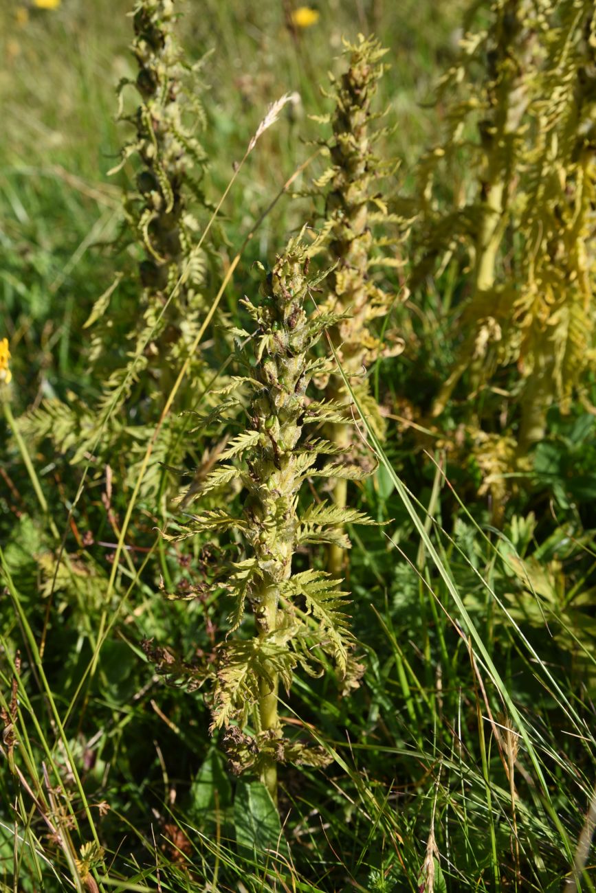 Image of genus Pedicularis specimen.