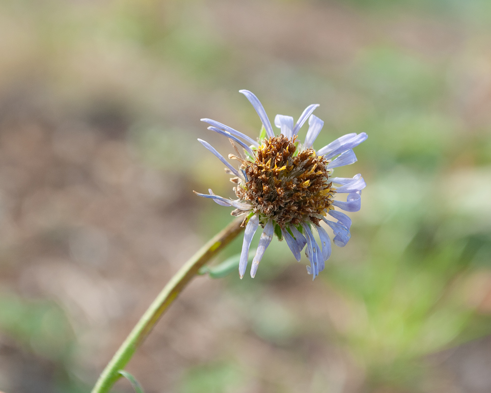 Image of Aster alpinus specimen.