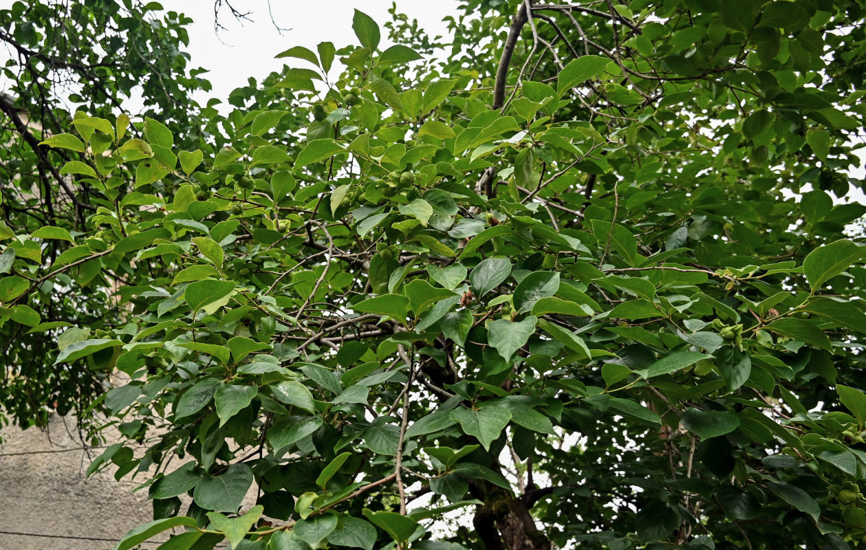 Image of Diospyros kaki specimen.