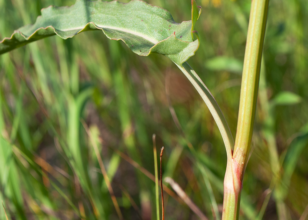 Изображение особи Rumex thyrsiflorus.