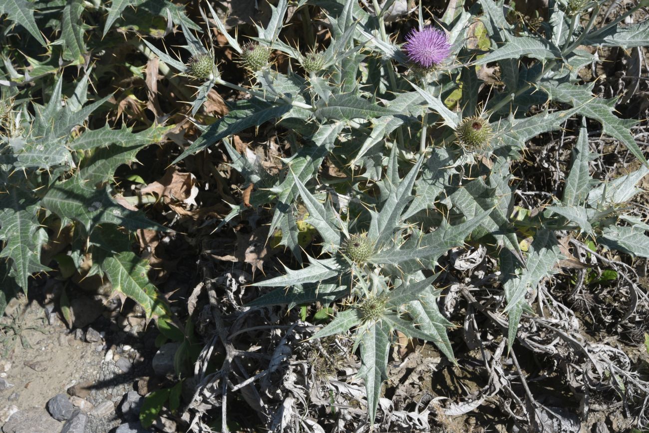 Изображение особи Cirsium argillosum.