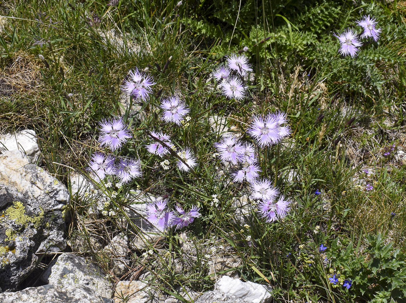 Image of Dianthus hyssopifolius specimen.