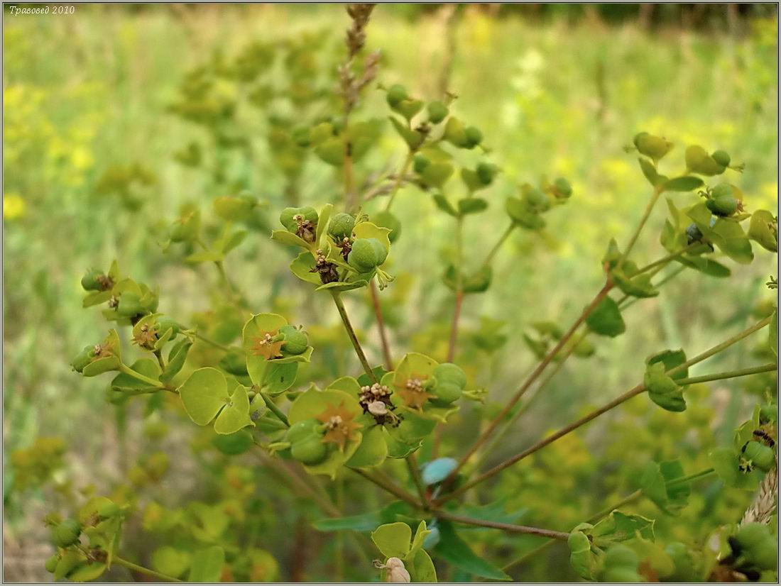 Image of Euphorbia virgata specimen.