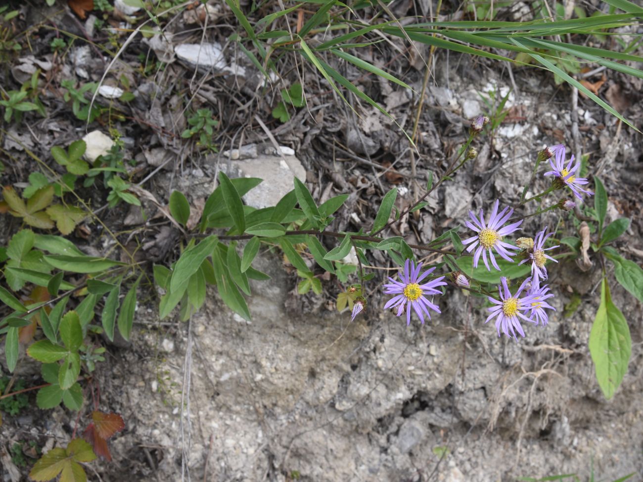 Image of Aster bessarabicus specimen.