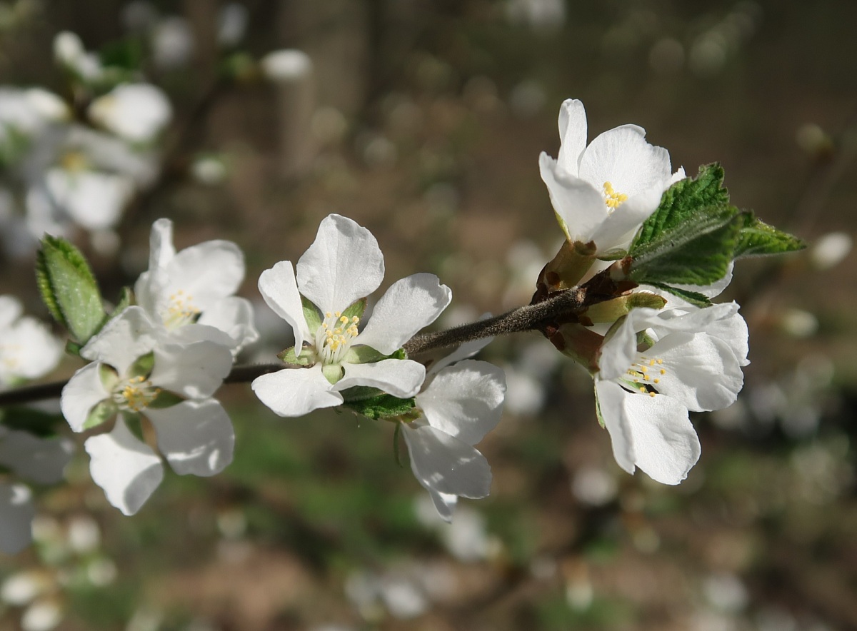 Изображение особи Cerasus tomentosa.