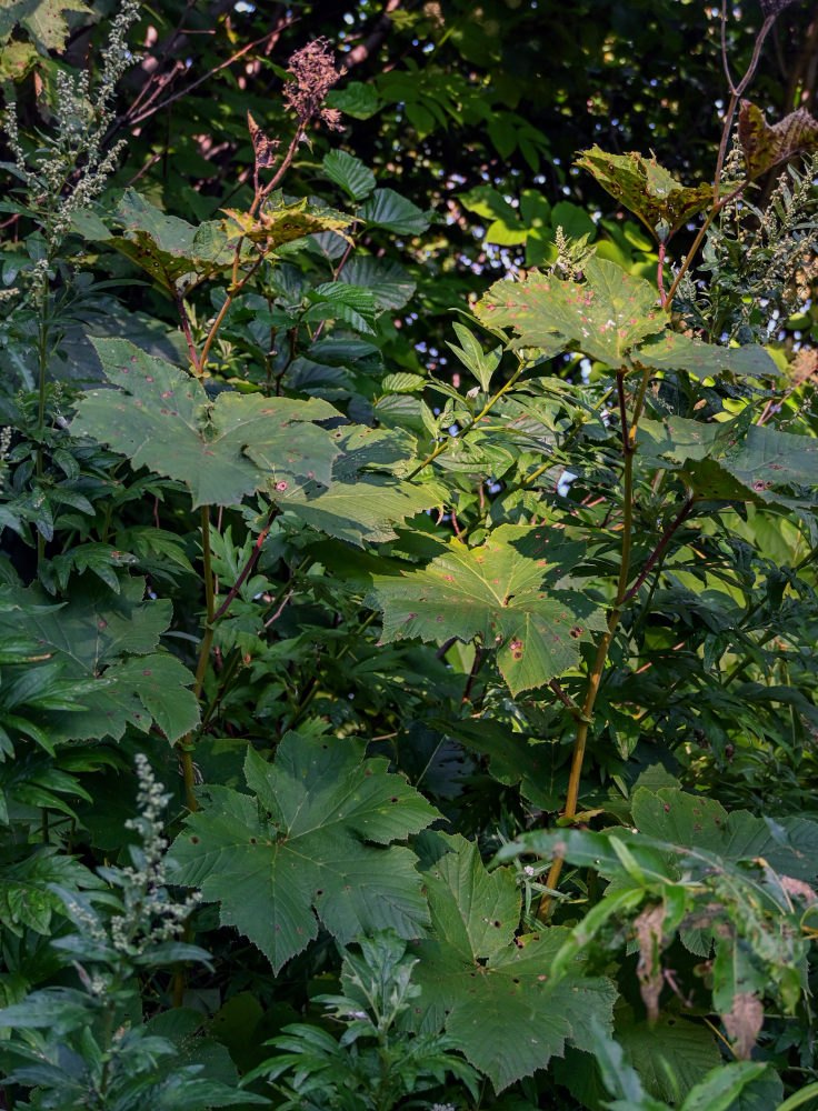 Изображение особи Filipendula camtschatica.