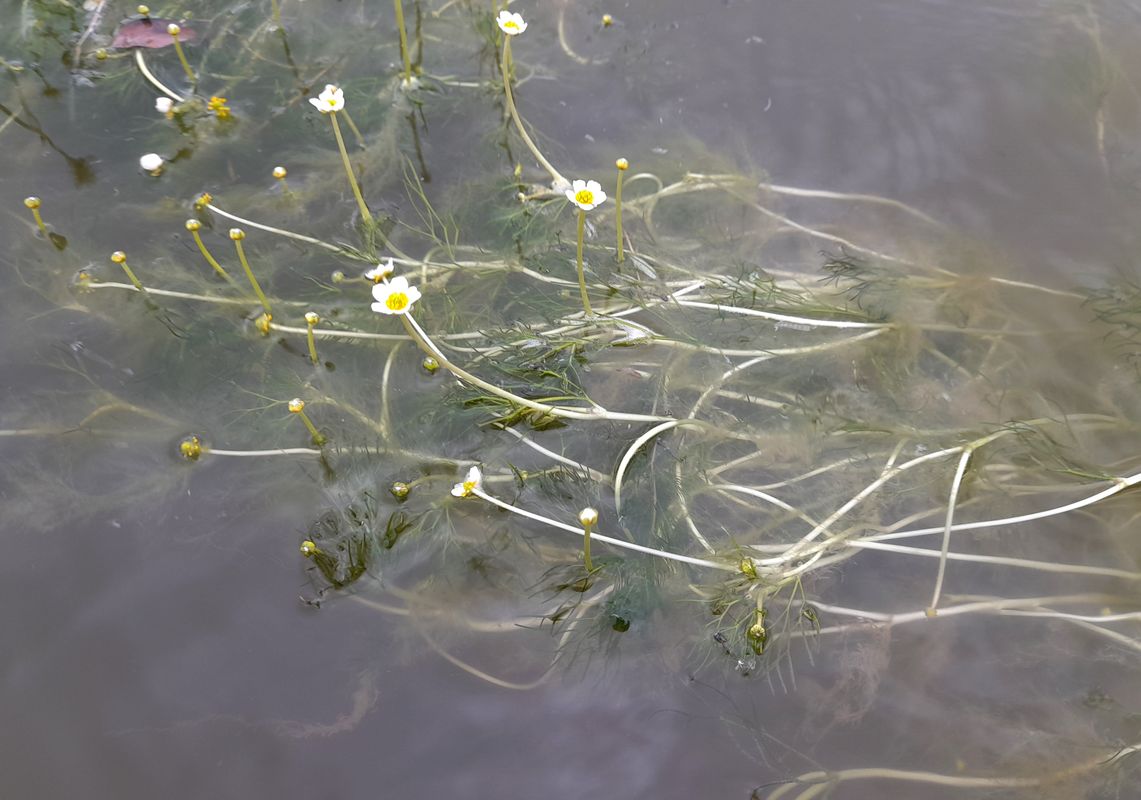 Image of Ranunculus baudotii specimen.