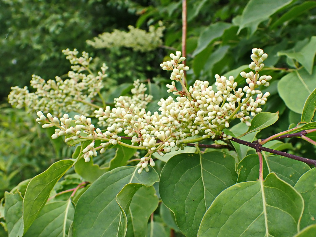 Изображение особи Syringa amurensis.