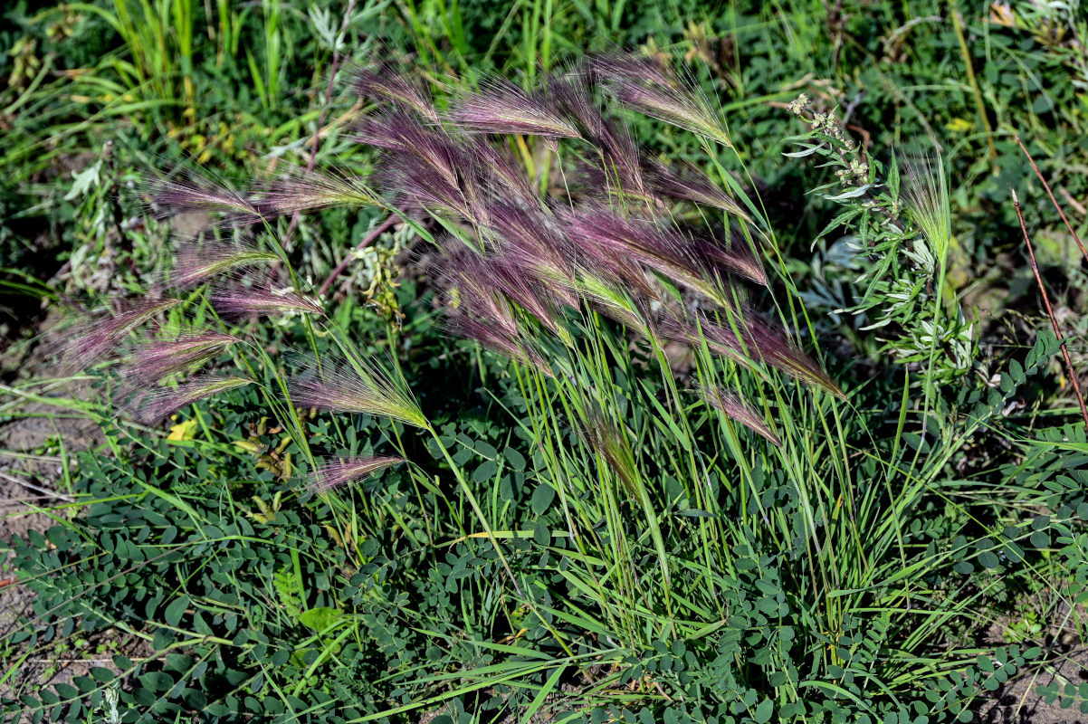 Image of Hordeum jubatum specimen.