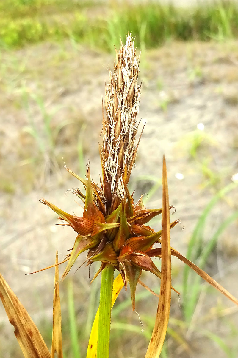 Изображение особи Carex kobomugi.