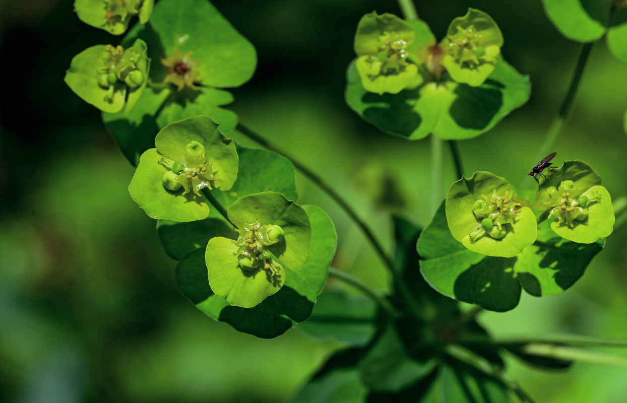 Изображение особи Euphorbia iberica.