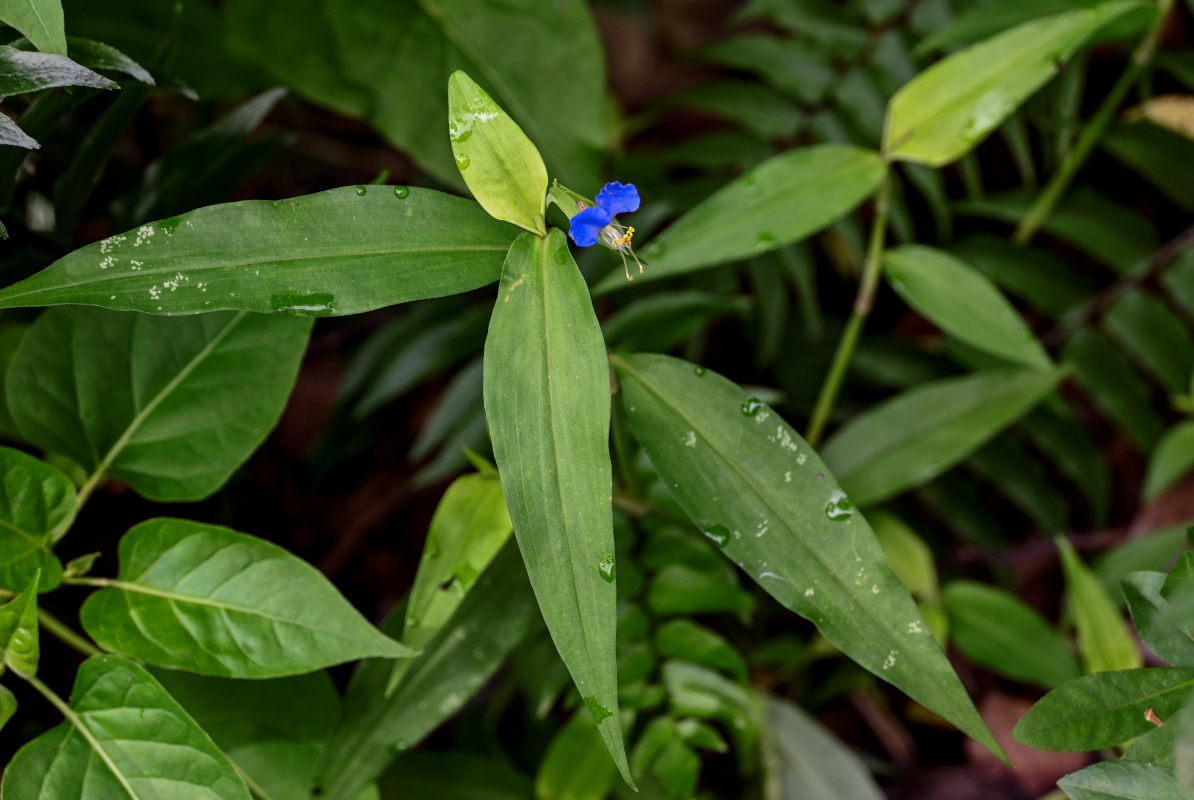 Image of Commelina communis specimen.