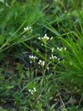 Capsella bursa-pastoris