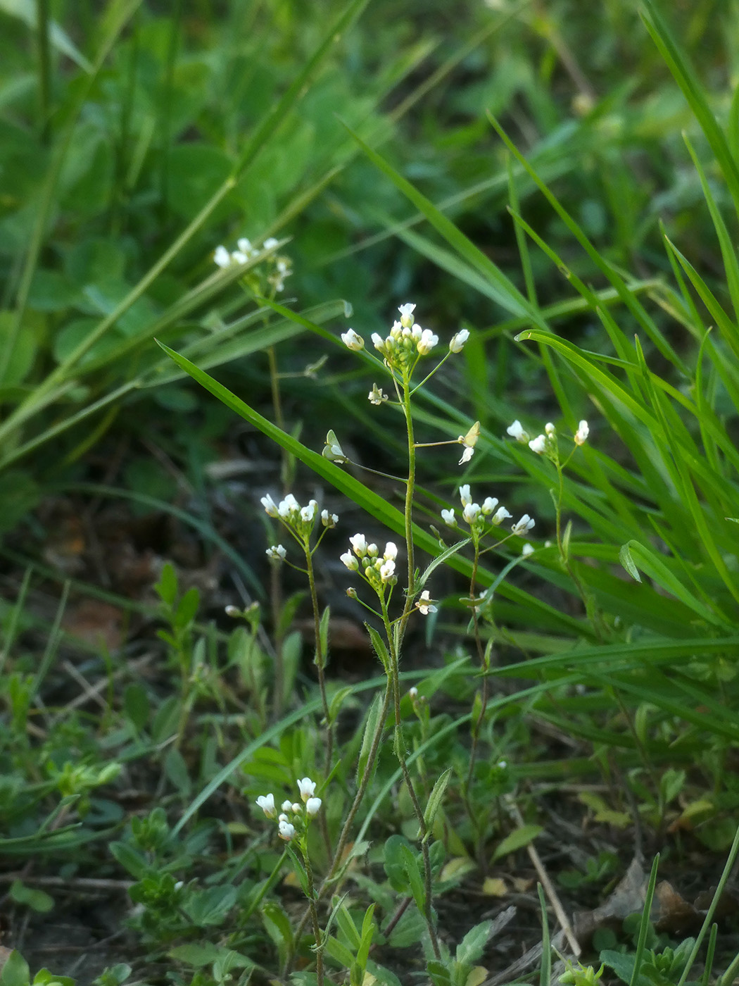 Изображение особи Capsella bursa-pastoris.