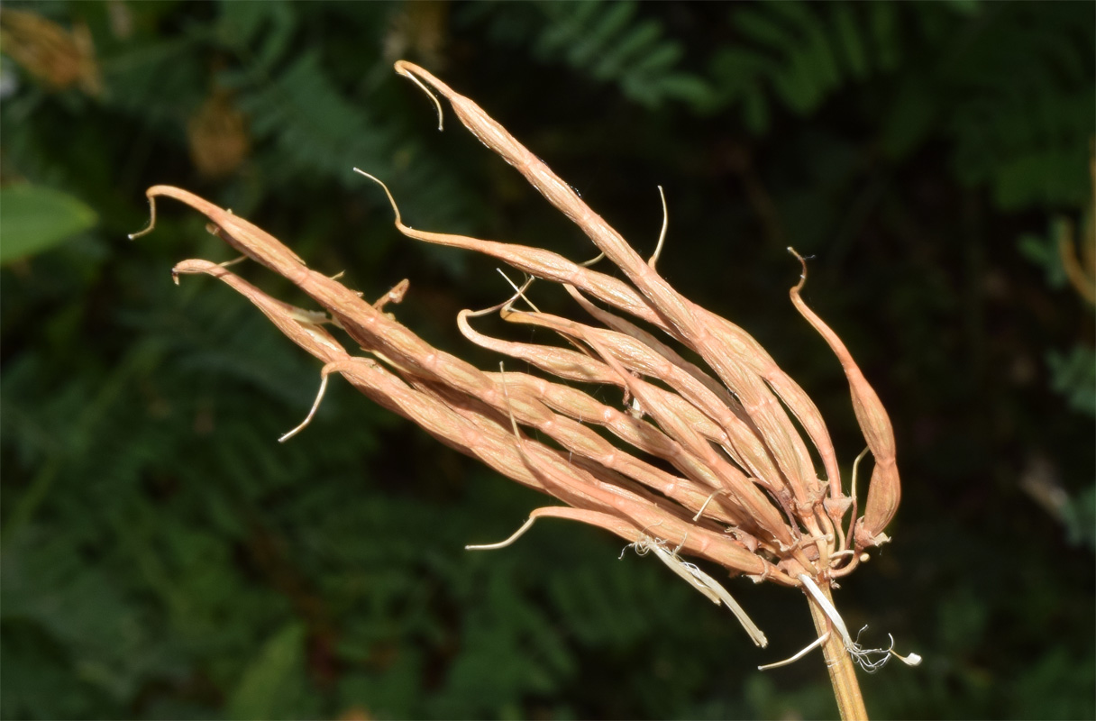 Image of Securigera varia specimen.