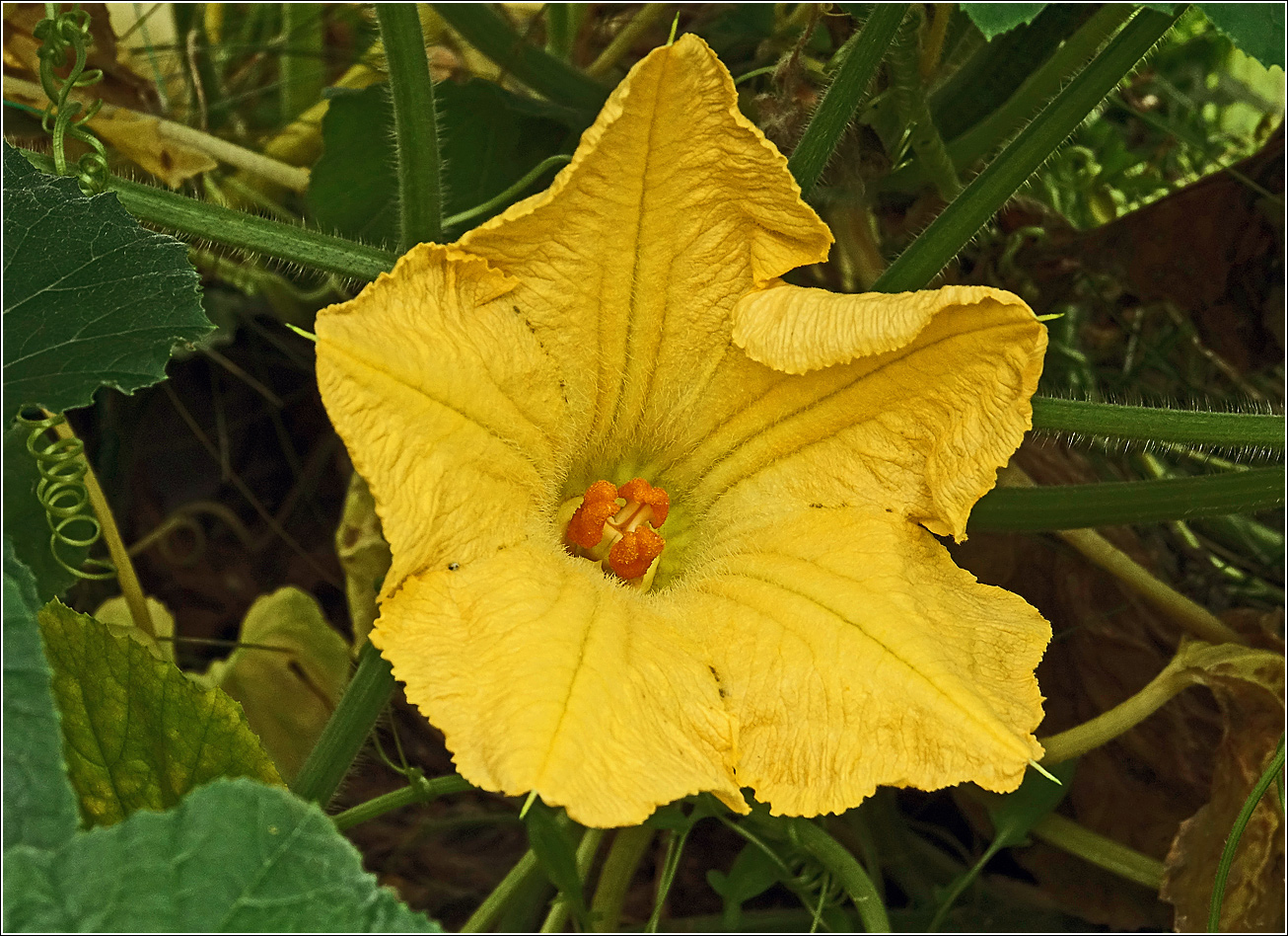 Image of Cucurbita pepo specimen.