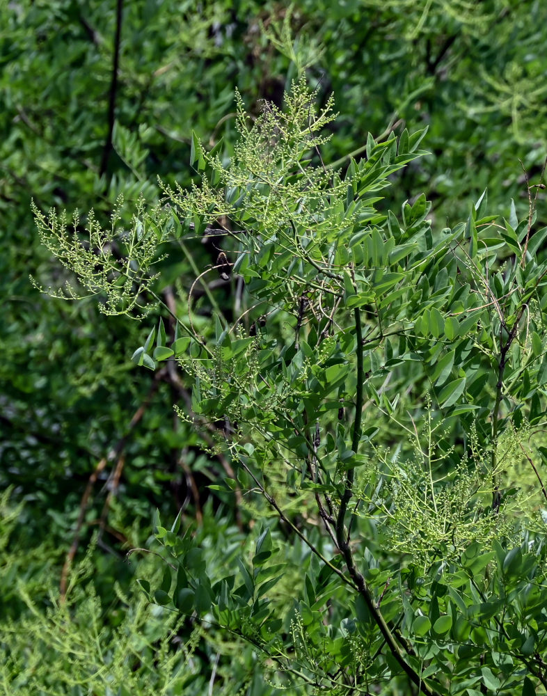 Image of Styphnolobium japonicum specimen.