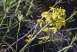 Erysimum ruscinonense. Верхушка побега с соцветием. Испания, автономное сообщество Каталония, провинция Жирона, комарка Рипольес, муниципалитет Сеткасес, окр. курорта \"Вальтер 2000\", ≈1900 м н.у.м., крутой склон юго-западной экспозиции, прогалина в сосновом (Pinus uncinata) лесу. 23.06.2024.