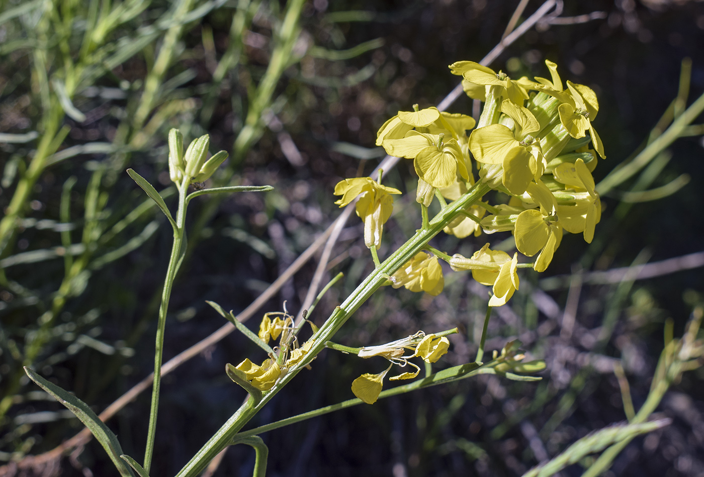 Image of Erysimum ruscinonense specimen.