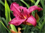 Hemerocallis × hybrida