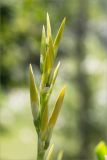 genus Canna. Верхушка развивающегося соцветия. Турция, г. Анталья, Dokuma Park, в культуре. 01.06.2024.