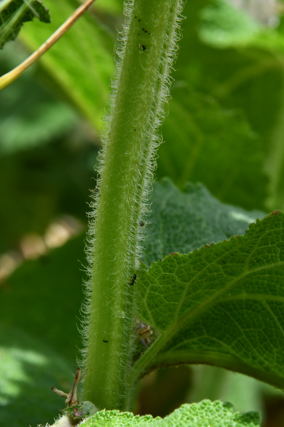 Image of Salvia sclarea specimen.