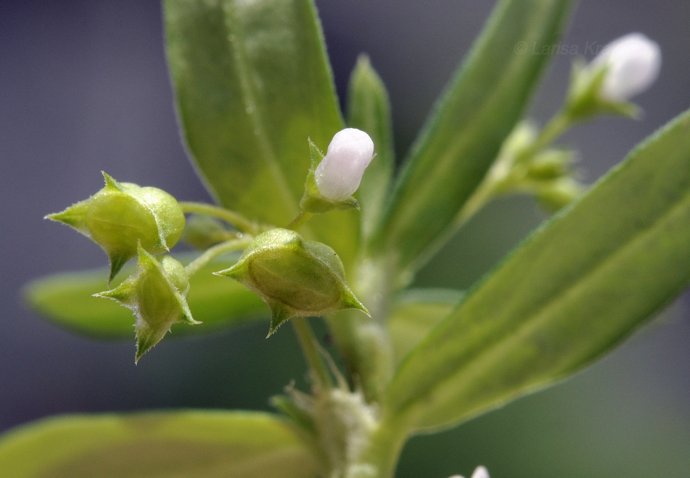 Image of genus Oldenlandia specimen.