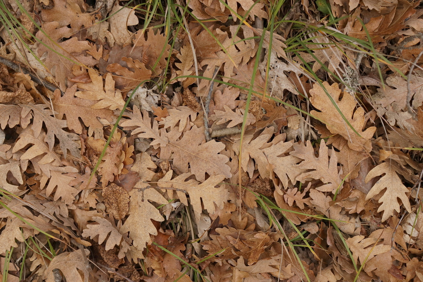 Изображение особи Quercus dalechampii.