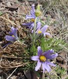 Pulsatilla turczaninovii