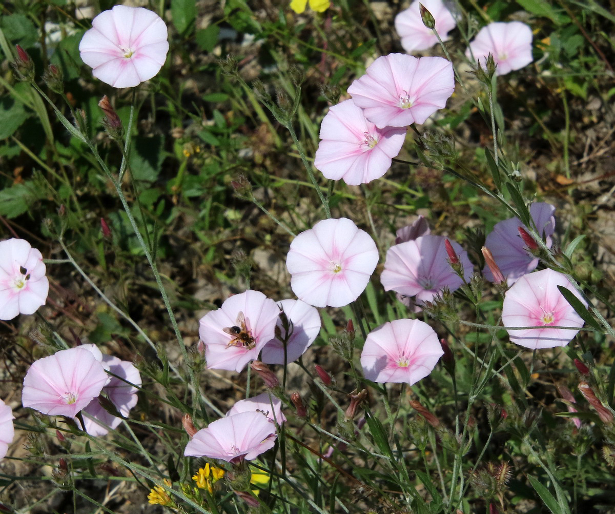 Изображение особи Convolvulus cantabrica.