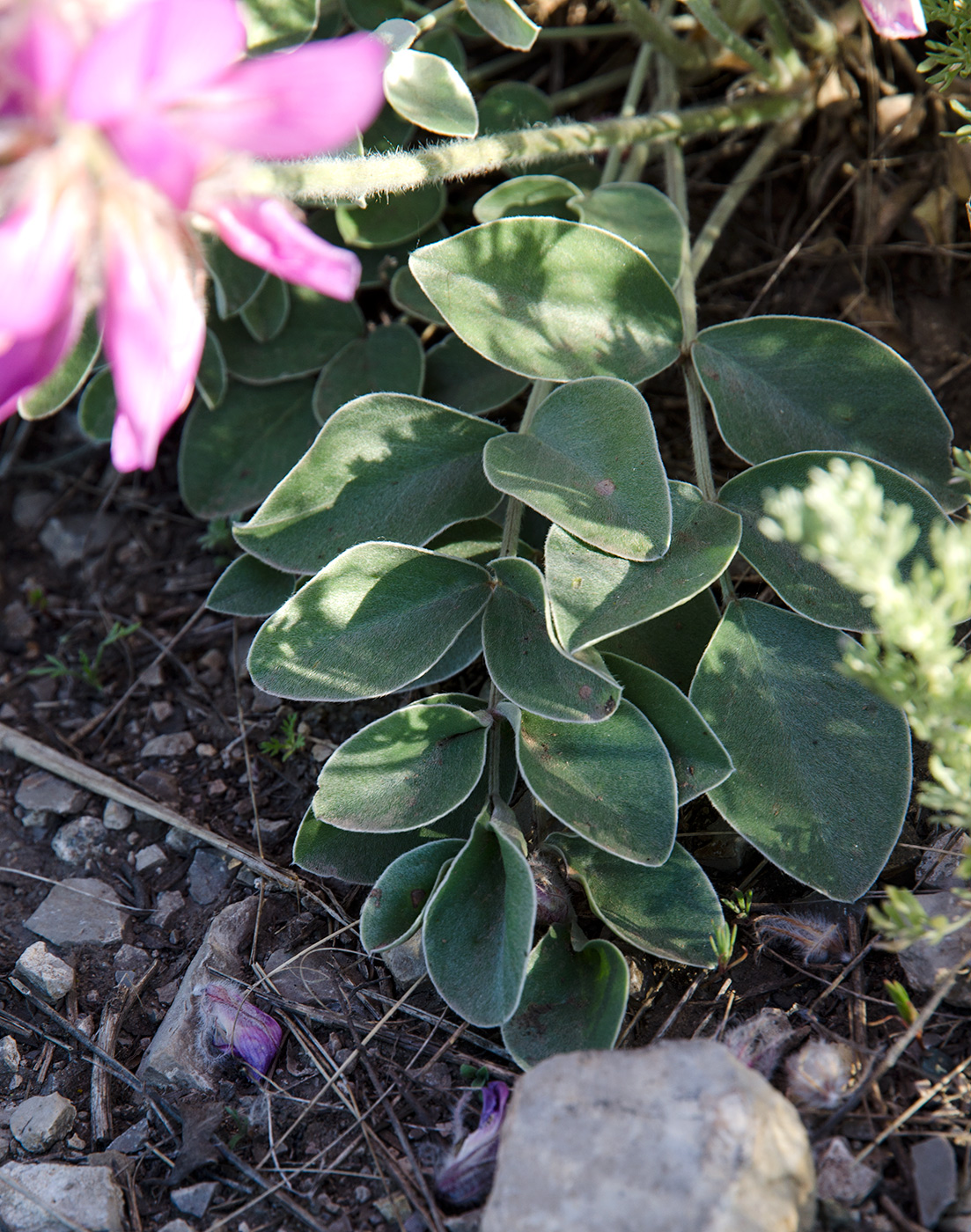 Изображение особи Hedysarum argyrophyllum.
