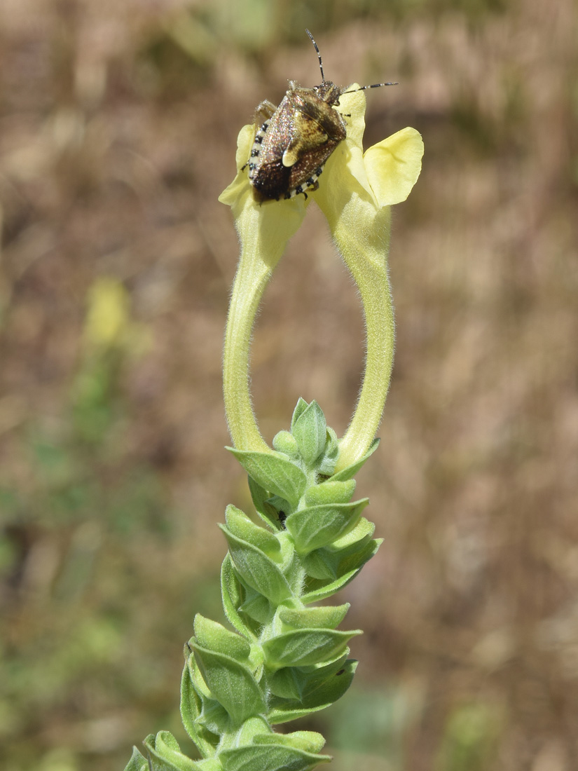 Image of Scutellaria microdasys specimen.