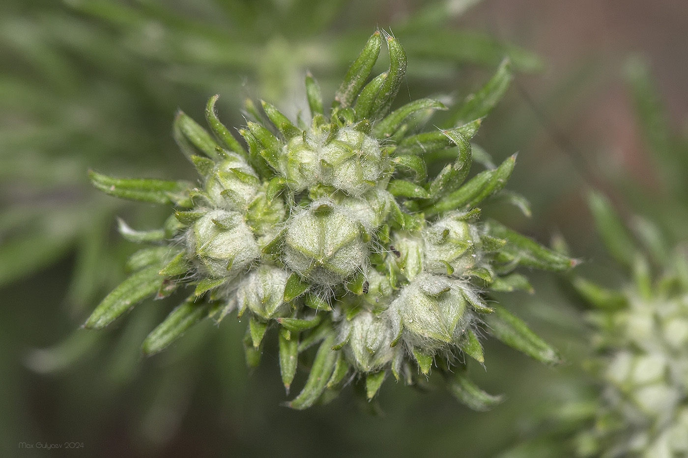 Image of genus Potentilla specimen.