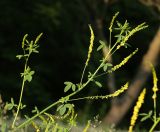 Смотреть изображение Melilotus officinalis
