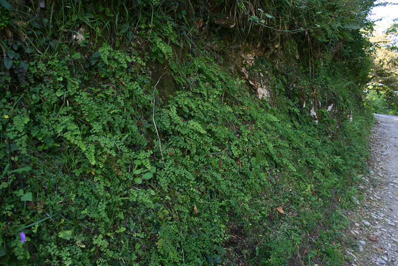 Image of Adiantum capillus-veneris specimen.