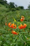 View full-size image Lilium debile
