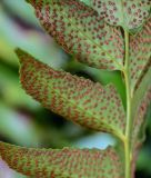 View full-size image Cyrtomium falcatum