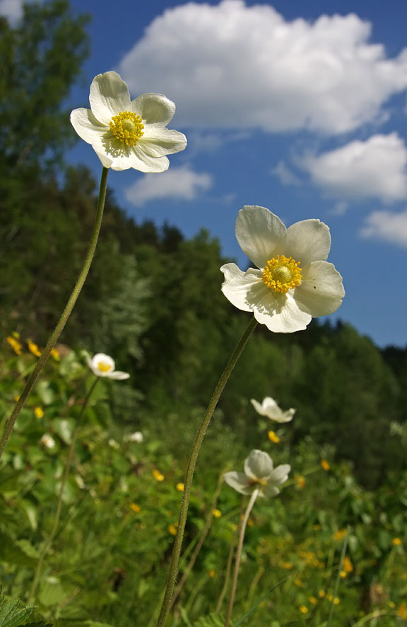 Изображение особи Anemone sylvestris.