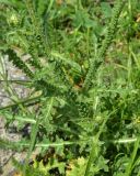 View full-size image genus Carduus