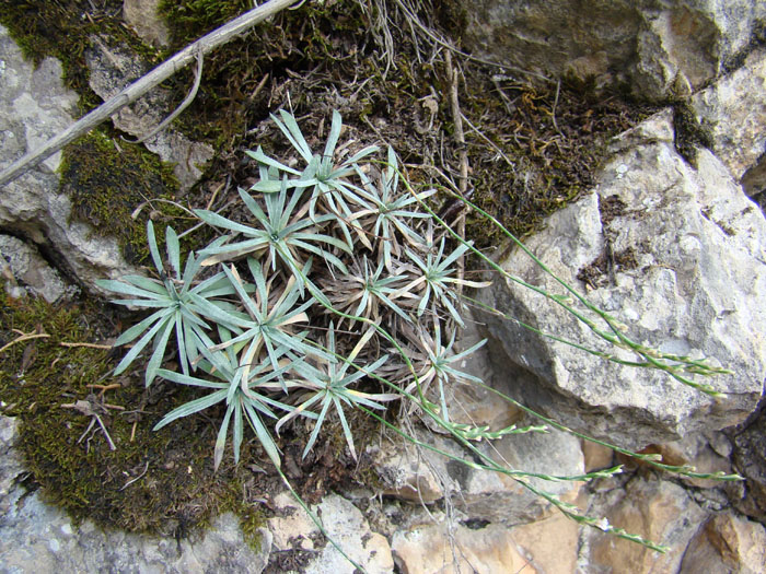 Image of Acantholimon karabajeviorum specimen.