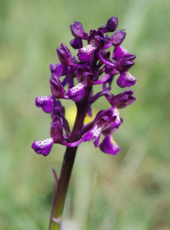 Image of Anacamptis morio ssp. caucasica specimen.