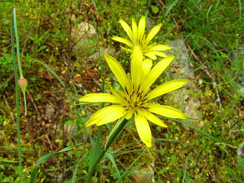 Image of Tragopogon dubius specimen.