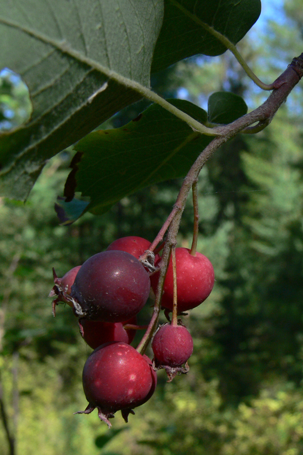 Image of Amelanchier alnifolia specimen.