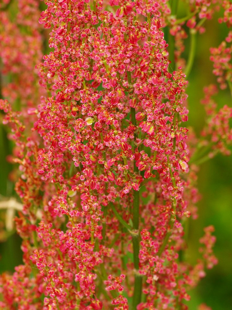 Изображение особи Rumex acetosa.