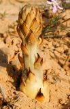 Cistanche tubulosa. Расцветающее растение. Израиль, западный Негев, пески Халуца. 23.02.2012.