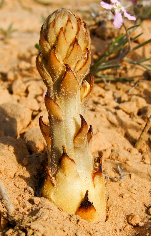 Image of Cistanche tubulosa specimen.