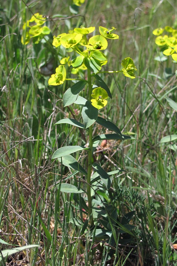 Image of Euphorbia glareosa specimen.