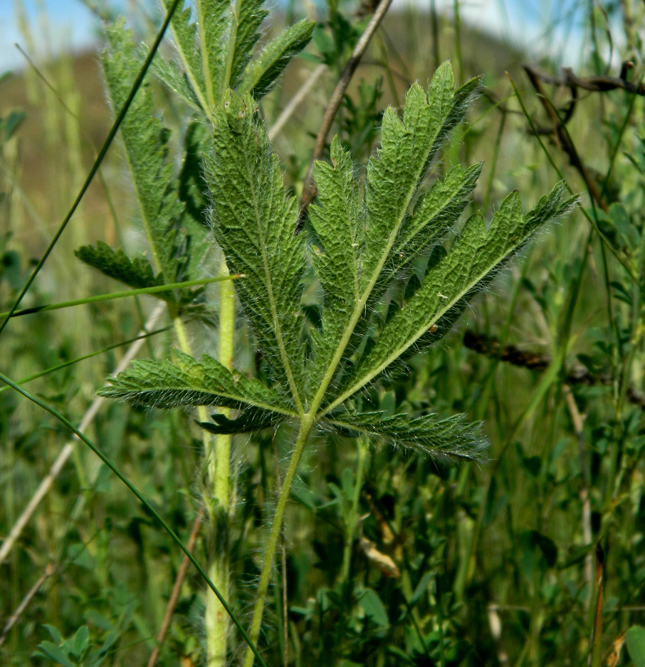 Изображение особи Potentilla pedata.